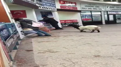 Bu da oldu! Otogara giren inatçı keçi paraları alıp kaçtı