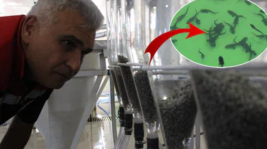 Herkes timsah besliyor sanıyor ama gerçek çok başka
