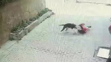 İstanbul'da pitbull dehşeti: Pitbull çocuğa saldırdı