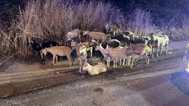 Keçiler çoban köpeğini de kandırıp firar ettiler