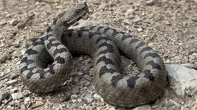 Havalar ısındı yılanlar ortaya çıkıt: Uzmanından bunları yapmayı açıklaması