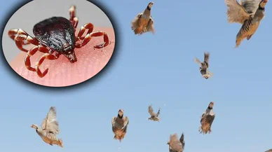 Kene mücadelesinde ikinci raud: Binlercesi doğaya salındı