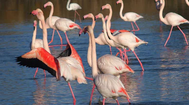 Tuz Gölü'ndeki bu manzaralar geride kaldı! Flamingolar susuzluk nedeniyle ölüyor