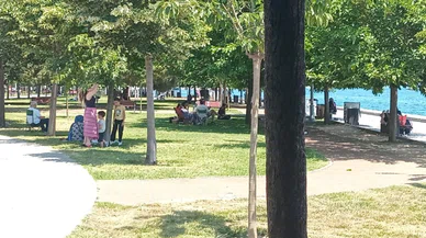 İstanbul'un park ve bahçelerinde ıhlamur hasadı: Vatandaş ihtiyacını tedarik ediyor