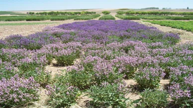 Yeni kazanç kapısı: Tıbbi aromatik tarımı
