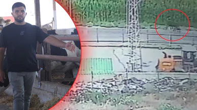 Bulana ödül var mı? Yurtdışından getirilen anguslar firar etti