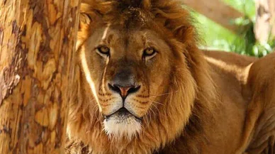 Bir kişiyi ağır yaraladı: Manavgat'ta aslan firarda