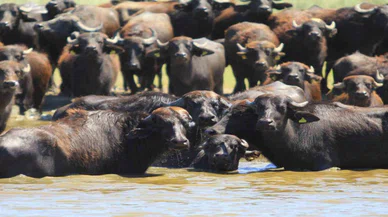 Herkes Afrika savanası zannediyor ama değil