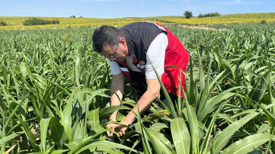 Konya’da hayvancılığın umudu bu otta. 40 günde 1 metre oluyor