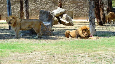 Bu kez de İzmir'de aslan vahşeti: Başka bir aslanı öldürdü