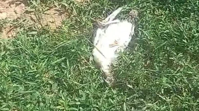 Ağrı'da başıboş köpek dehşeti: Hindi ve tavuk telef oldu