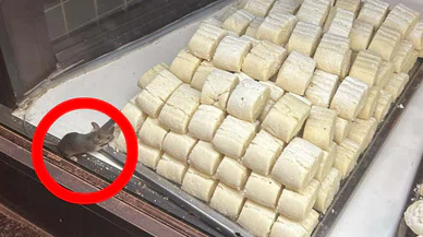 Konya'da fareli rezalet: Kurabiyelerin arasında dolaştı