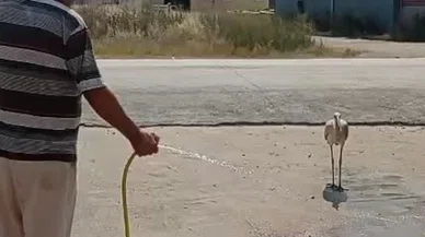 Sıcaktan bunalan leyleği hortumla serinletti