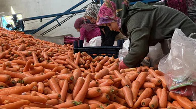 Tarladan sofraya havuç Konya'nın havucuyla ünlü ilçesinde seferberlik başladı ellerinden geliyor