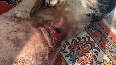 Türkiye'de yaban domuzu sorunu büyüyor: Domuzlar köpeklere saldırdı