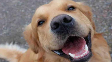Köpekler parkinson hastalığını koku yoluyla tespit edebiliyor