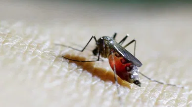 Chikungunya virüsü: Dünya genelinde korkunç salgın uyarısı