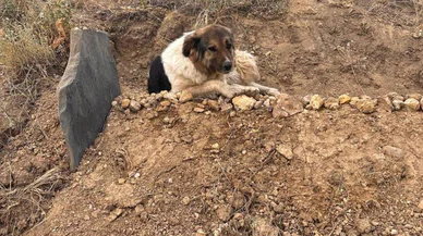 Hakkari'de bir Haçiko olayı: Ölen sahibinin mezarı başından ayrılmıyor