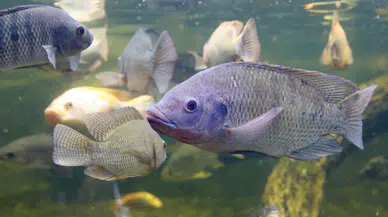 Denizi olmayan Konya'da dünyanın en gözde balığı üretiliyor. Tilapia türü nedir?