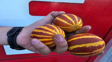 Elma ve ceviz büyüklüğünde, yemek için değil çeyizlik: Bu da şamama kavunu