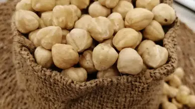 Fındık da zengin sofrasını süslüyor: Fiyatı el yakıyor