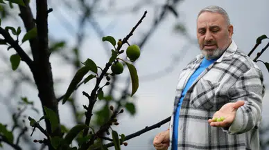 Sera etkisi mi: Erik ağacı ikinci kez çiçek açıp meyve verdi