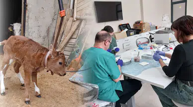 Aksaray'dan Konya'ya uzanan tarihi deney: Dünyada bir ilk gerçekleşti