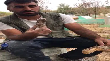Mezarlıklarda çıkanlar insanları ürkütüyor