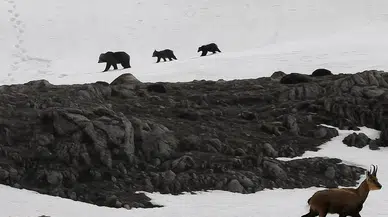 Munzur Dağı'nda Afrika savanasını andıran görüntüler: Boz ayılar ve dağ keçilerinin yaşam savaşı