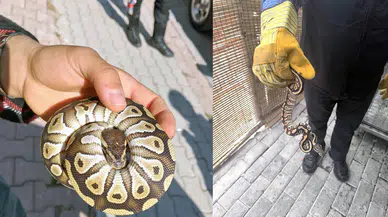 Konya'da akıl almaz olay! Cebinde piton yılanıyla geziyormuş