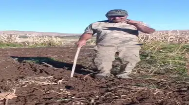 Çiftçi bahçesini talan eden domuza seslendi: İşte güldüren o görüntüler