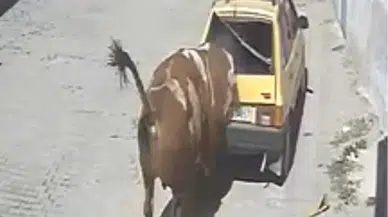Burası İspanya değil: Ahırdan kaçan kızgın boğa otomobili adeta parçaladı