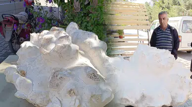 Konya'da ortaya çıktı! Devasa mantarı görenler şaşırdı