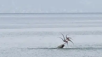 Yer Çeşme: Fok balığı ahtapotu böyle avladı