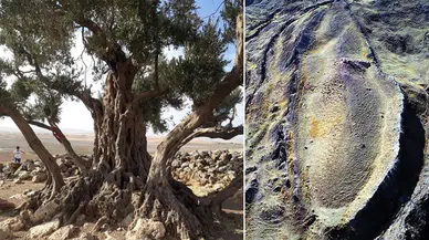 Nuh'un gemisinin Anadolu'daki varlığını zeytin ağaçları ispatladı