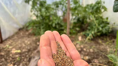 Tohumlar Trabzon'da yetişiyor Konyalılar yoğun talep gösteriyor