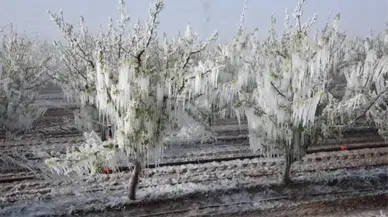 O çiftçilere müjde geldi: Zirai donun zararı için 13 milyarlık destek