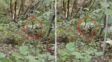 Herkes kutup ayısı zannetti: Rize'de görüntülendi