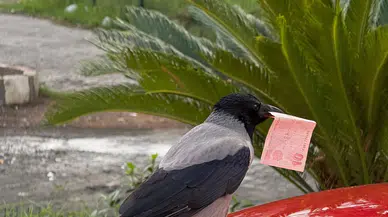 Karga 10 lirasını çalıp benzin pompalarının başına gitti