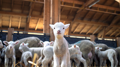 Konya’nın üretim merkezinde kuzu sesleri yankılanıyor