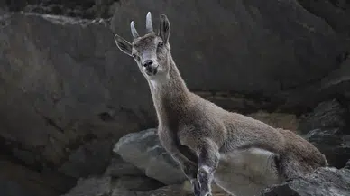 Yaban keçisi avı servete maloldu: Konyalı avcılar ceza karşısında şok geçirdi