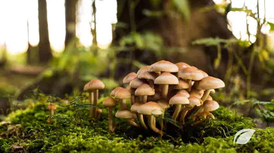 Konya'da sabahın ilk ışıklarında ormana gidiyorlar: Mantar avı sürüyor