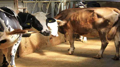 Şah hastalığıyla mücadele mi hayvanlara işkence mi: Küflü domates yedirip, idrar içiriyorlar