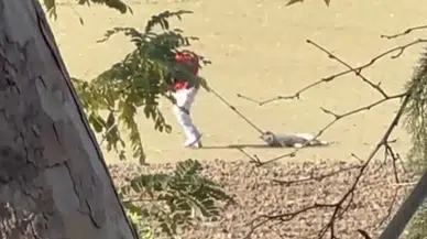 Korkunç görüntüler: Köpek toplama yöntemi infial yarattı