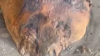 Fok mu, yunus mu: Sahile vuran gizemli deniz canlısı