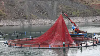 Denizi yok ama: 500 ton üretiliyor