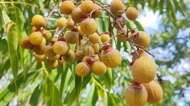 Bu ceviz sabun gibi gibi köpürüyor, deterjan gibi temizliyor