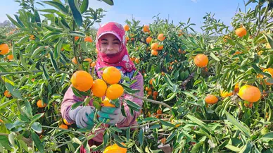 Kilosu 3 liraya düşen mandalina dalında çürüyor: Tarım işçileri grevde