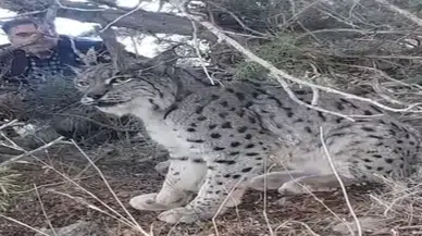 İlk kez bu kadar yakından görüntülendi: Vaşak görüntülendi