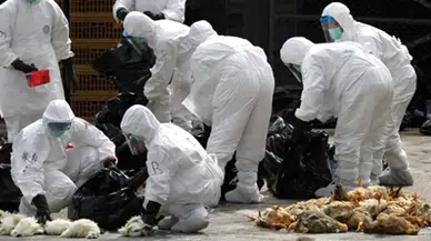 Kuş gribi alarmı: 2 milyondan fazla kümes hayvanı itlaf edildi